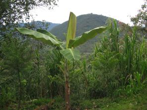 Platanostaude mit Platanostamm gegen
                            Tuberkulose, z.B. im zentralen Urwald von
                            Oxapampa, Peru, im Dorf Tsachopen der
                            Yanesha
