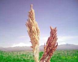 Quinua-Pflanzen: Die Samen sind Teil
                              des Getrnks zur Mehrung der Muttermilch