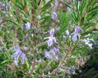 Rosmarin stimuliert
                                                die sexuelle Potenz