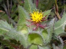 Cardo santo [tb.
                                        cardo bendito]