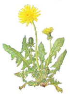 Diente de le�n, un elemento
                          contra anemia