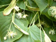 Infusi�n de
                              flores de tilo sirve a los nervios, contra
                              dolores de cabeza, contra jaquecas