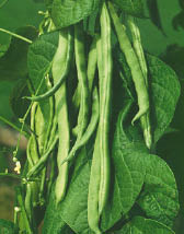 Habilla con frutas,
                                        para purgante suave, el polvo de
                                        sus pepas en bebidas, p.e.
                                        contra alcoholismo