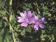 Malva violeta
