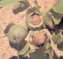 Nueces y hojas del
                                        nogal