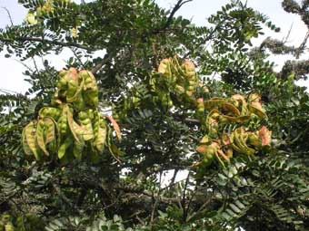 Jugo del arbusto de tara contra
                                amigdalitis