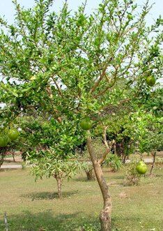 La tutuma (lat.
                                        crescentia cujete), �rbol con
                                        calabazas (porongos), con una
                                        pulpa con compuestos
                                        polifen�licos con efecto
                                        antibacteriano, e.g., contra tos
                                        [6].