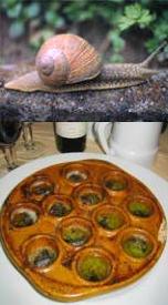 Escargots contain a highly active
                    lectin for blood group A working against cancer
                    cells which behave like type A