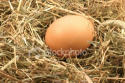 Biological eggs with much calcium with
                    cinq and beta carotene