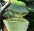 Aloe vera for wounds, skin, and as a
                        laxative