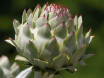 Artichoke extract promoting digestion,
                        strengthening liver function, improving the
                        detoxification