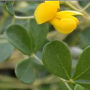 Baptisia has got an effect as a circulatory
                        stimulant, antiseptic, laxative, tonic for
                        general force, has got also antibiotic
                        properties