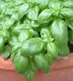 Basil is stimulating the complete organism,
                        has got a relaxing effect with the smooth muscle
                        tissue of the gastrointestinal tract, has
                        preventing properties against cancer