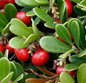 Bearberry supporting the function of the
                        urinary bladder