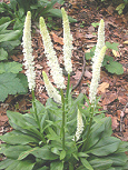 Blazing Star is supporting health of
                        reproduction organs of man and woman