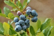 Blueberry inhibits the aggregation of
                        trombocytes; heightens the protection of
                        membranes of the gastric cells; is lowering the
                        blood sugar level; is preventing damage by free
                        radicals