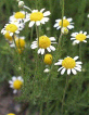 Camomile is a nerve tonic; has got a
                        calming effect; is a domestic remedy against
                        colic