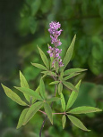 Chaste tree (Vitex agnus castus) is a tonic
                        for women, is regulating the menstrual cycle
                        respectively is regulating the period of women
                        by an effect on the pituitary gland; is for the
                        treatment of fibrocystic breast disease (cysts
                        in the female mammary gland); is used for the
                        treatment of infertility, of menstrual
                        disorders, of PMS, and of menopause syndromes
