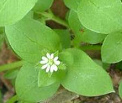 Chickweed (Stellaria media) is stimulating
                        the production of bile; indications are: asthma,
                        indigestion, skin problems, skin problems; is
                        soothing and protecting damaged mucosa
