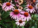 Coneflower (Echinacea) is an immune
                        modulator; is increasing the production and
                        activity of the white blood cells; can be
                        applied for a symptomatic treatment of colds and
                        sore throats, flu and other infections.