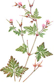 Cranesbill / storksbill is used as an
                        astringent for the treatment of
                        gastro-intestinal bleedings