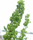 Curled dock (Rumex crispus) is supporting
                        blood formation; is applied against skin
                        diseases which are due to metabolic toxins as a
                        result of inadequate digestion and poor liver
                        function