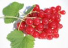Currant seed oil is a source for omega-6
                        fatty acids; has got an anti-inflammatory
                        effect; is for a treatment of rheumatoid
                        arthritis and infections; is strengthening the
                        kidneys and is supporting the forming of healthy
                        blood