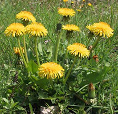Dandelion The leaves of dandelion have a
                        diuretic effect; laxative effect, regulating
                        digestion; treatment of heartburn and edema
                        (reducing water accumulations in the body);
                        helps during pregnancy and after birth; the
                        roots of dandelion are used for alcohol
                        withdrawal, indigestion, constipation, heartburn
                        and liver diseases; also during pregnancy and
                        after birth