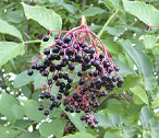 Elderberry extract has an antiviral and
                        antioxidant effect [prevention against cancer];
                        healing bronchitis, colds, sore throat, flu,
                        infections