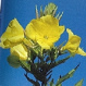 With evening primrose a great evening primrose oil
        is proceeded