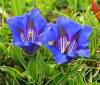 Gentian is a stomach tonic; supports
                        appetite, improves digestion