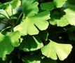 Ginkgo has got a blood thinning effect,
                        improves cerebral blood flow; has got an effect
                        against Alzheimer's disease, arteriosclerosis,
                        cerebrovascular insufficiency, congestive heart
                        failure, depression, diabetes, impotence /
                        infertility