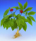 Chinese ginseng is an adaptogene; is
                        improving the healthy stress response, heart
                        disease, stress, diabetes, indigestion, weakness
                        after a long illness or injury or after a
                        surgery, is balancing age-related troubles