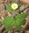 Goldenseal is strengthening the defense;
                        has got an antibacterial effect; is for the
                        treatment of infections and inflammations of the
                        mucous membranes; against diseases of the upper
                        respiratory ways; against influenza; gastro
                        infectious diarrhea; Giardia infection; peptic
                        ulcer [low-lying skin ulcer] and uterine
                        bleeding