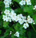 Hawthorn is improving the functions of the
                        heart; indications are: angina pectoris,
                        arteriosclerosis, congestive heart failure, high
                        blood pressure; is improving blood flow in the
                        coronary arteries, and is improving the
                        contraction of the heart muscle