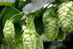 Hop
                        / hops is a nerve tonic; calms the stomach and
                        is promoting a healthy digestion