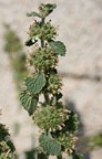 Horehound is an expectorant, antiseptic;
                        it's a bitter tonic; it's enlarging the vessels;
                        in little doses it's regulating irregular
                        heartbeat as well.