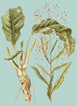 Horseradish for healing of sinuses
                        diseases, of bronchitis, of chronic obstructive
                        [obstructing] sinusitis; of lung diseases; of
                        common cold and sore throat; regulating
                        digestion; for the treatment of heartburn
