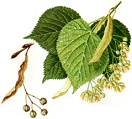 Lime tree flower tea is inhibiting
                        inflammations; tonic for the nerves
