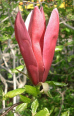 Red
                        magnolia (magnolia liliiflora) is a remedy
                        against sinuses diseases and allergies