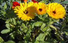 Marigold (Calendula) for the treatment of
                        inflammations, eczema and various skin diseases