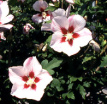 Marshmellow (Hibiscus syriacus) has a
                        strong effect reducing pains, very soothing,
                        soothing mucous membranes, especially in the
                        gastrointestinal tract