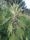 Motherwort is a tonic strengthening the
                        body in general, and is a laxative; has also got
                        an effect against menstrual disorder and is
                        regulating symptoms of menopause
