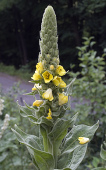Mullein is working against asthma,
                        bronchitis, chronic obstructive respiratory
                        disease [vessel clogging], against colds, sore
                        throat, cough, and recurrent ear infections