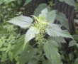 Stinging nettle has got an inflammation
                        reducing effect, is also working against hay
                        fever, sinusitis, and is regulating prostate
                        (against prostate enlargement)