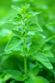 Oregano is fighting fungus and inhibiting
                        inflammations