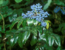 Berberine of Oregon Grape inhibits
                        infections, especially in the throat and in the
                        urinary ways; is also supporting the defense; is
                        fighting infections, parasites, indigestion,
                        psoriasis