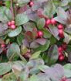 Partridge berry (Mitchella repens) is
                        regulating the female hormones; is used for the
                        treatment of menstruation troubles and of
                        menopause symptoms