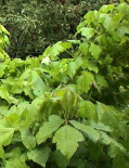 Poison ivy (Rhus toxicodendron) is healing
                        skin disorders, aching joints, rheumatic pain