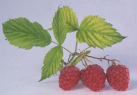 Raspberry leaves is a tonic for women, is
                        recommended during pregnancy and after birth